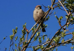 Ptak mazurek siedzący na drzewie.
